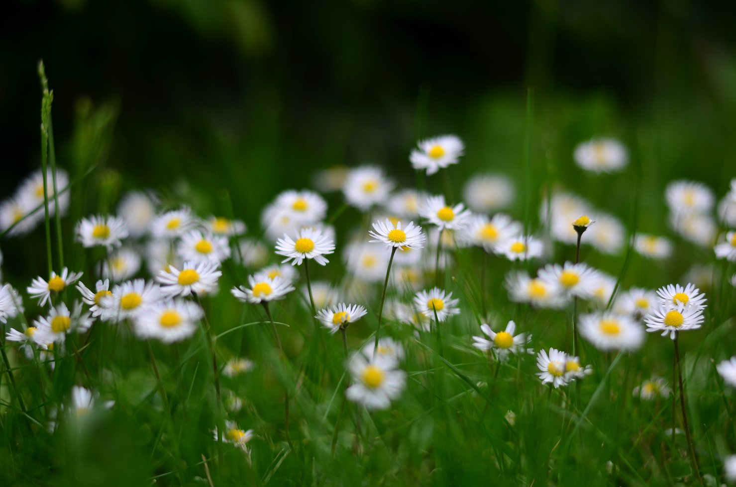 Flowers in Nature